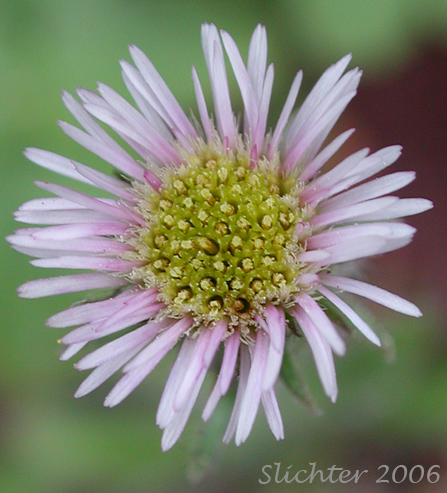 Flower head of Northern Daisy: Erigeron nivalis (Synonyms: Erigeron acris, Erigeron acris ssp. debilis, Erigeron acris var. debilis, Trimorpha acris var. debilis)