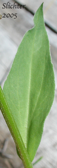 Stem leaf of Foreign Erigeron, Peregrine Fleabane, Subalpine Daisy, Subalpine Fleabane: Erigeron glacialis var. glacialis (Synonyms: Erigeron callianthemus, Erigeron peregrinus, Erigeorn peregrinus ssp. callianthemus, Erigeron peregrinus ssp. callianthemus var. callianthemus, Erigeron peregrinus var. angustifolius, Erigeron peregrinus var. callianthemus, Erigeron peregrinus var. eucallianthemus, Erigeron peregrinus var. scaposus, Erigeron ursinus)