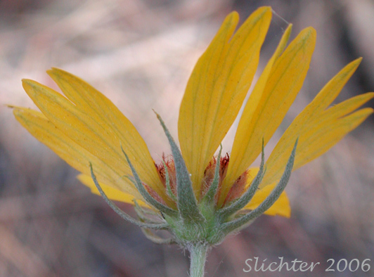 Involucral bracts of Blanket Flower, Great-flowered Gaillardia: Gaillardia aristata