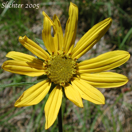 Flower head of Douglas' Sunflower, Little Sunflower, False Sunflower, Oneflower Helianthella, Douglas' Helianthella: Helianthella uniflora var. douglasii