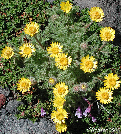 Dwarf Alpinegold, Dwarf Hulsea: Hulsea nana (Synonym: Hulsea nana var. larsenii)