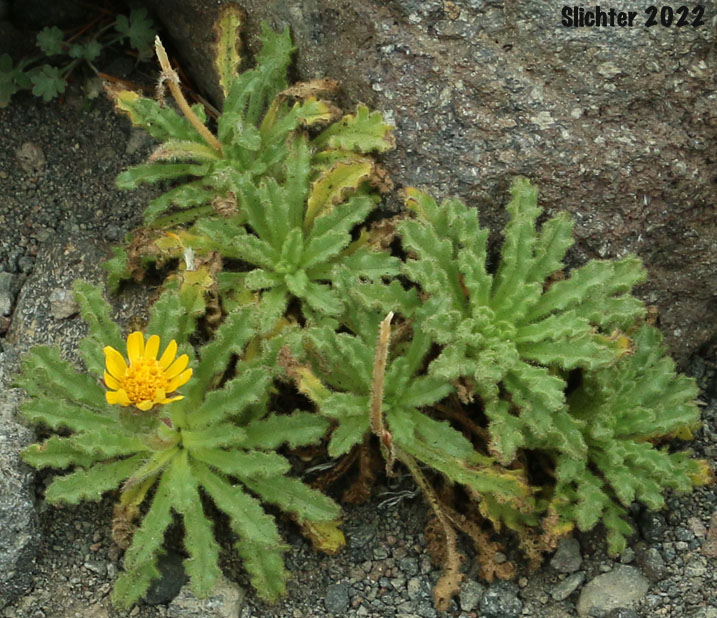 Dwarf Alpinegold, Dwarf Hulsea: Hulsea nana (Synonym: Hulsea nana var. larsenii)