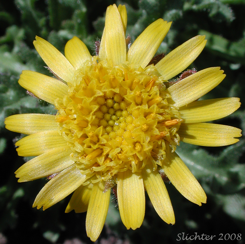 Flower head of Dwarf Alpinegold, Dwarf Hulsea: Hulsea nana (Synonym: Hulsea nana var. larsenii)