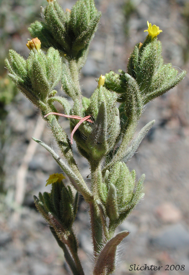 Cluster Tarweed, Mountain Tarweed, Mountain Tarplant: Madia glomerata