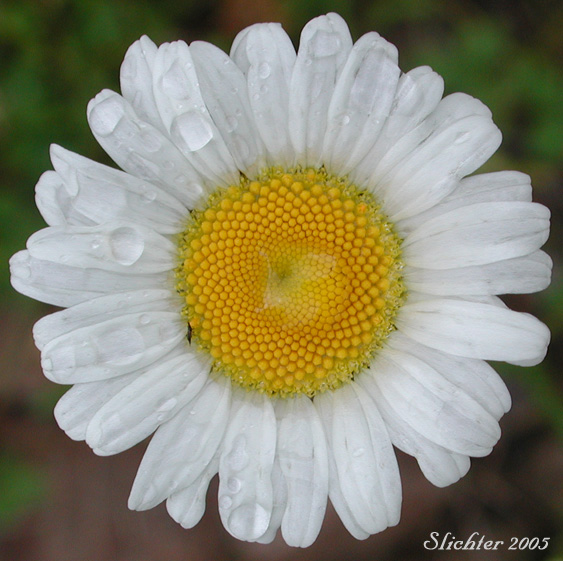 Flower head of Oxeye Daisy, Ox-eye Daisy: Synonyms: Leucanthemum vulgare (Synonyms: Chrysanthemum leucanthemum, Chrysanthemum leucanthemum var. pinnatifidum)
