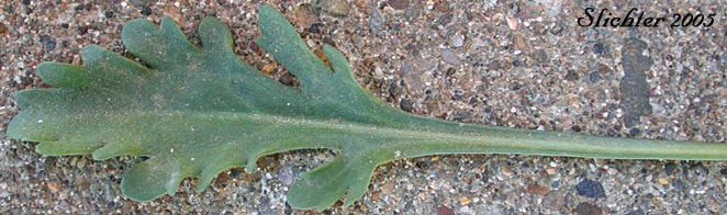 Leaf of Ox-eye Daisy: Leucanthemum vulgare (Synonyms: Chrysanthemum leucanthemum, Chrysanthemum leucanthemum var. pinnatifidum)