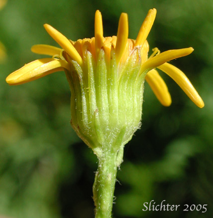 Involucral bracts of Streambank Butterweed, Falsegold Groundsel: Packera pseudaurea var. pseudaurea (Synonym: Senecio pseudaureus var. pseudaureus) 