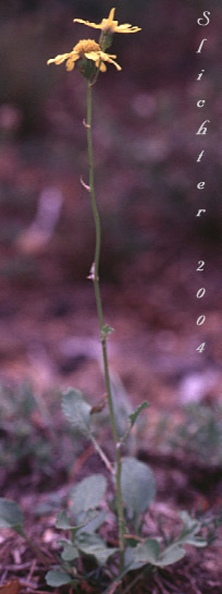 Rocky Mt. Butterweed: Packera streptanthifolia (Synonyms: Senecio cymbalarioides var. suksdorfii, Senecio leonardii, Senecio streptanthifolius, Senecio streptanthifolius var. laetiflorus, Senecio streptanthifolius var. streptanthifolius, Senecio streptanthifolius var. wallowensis)