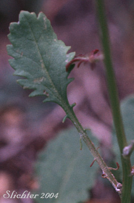 Stem leaf of Rocky Mt. Butterweed: Packera streptanthifolia (Synonyms: Senecio cymbalarioides var. suksdorfii, Senecio leonardii, Senecio streptanthifolius, Senecio streptanthifolius var. laetiflorus, Senecio streptanthifolius var. streptanthifolius, Senecio streptanthifolius var. wallowensis)