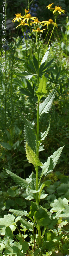 Arrowleaf Groundsel, Arrow-leaf Groundsel, Arrowleaf Ragwort: Senecio triangularis (Synonyms: Senecio triangularis var. angustifolius)