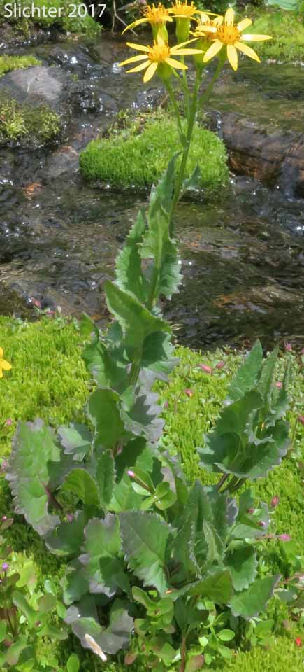 Arrow-leaf Butterweed, Arrowleaf Groundsel, Arrowleaf Ragwort: Senecio triangularis var. triangularis (Synonyms: Senecio triangularis var. angustifolius)