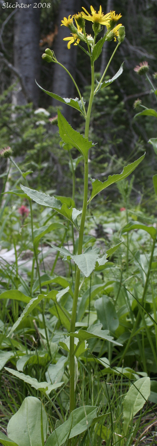 Arrow-leaf Butterweed, Arrowleaf Groundsel, Arrowleaf Ragwort: Senecio triangularis var. triangularis (Synonyms: Senecio triangularis var. angustifolius)