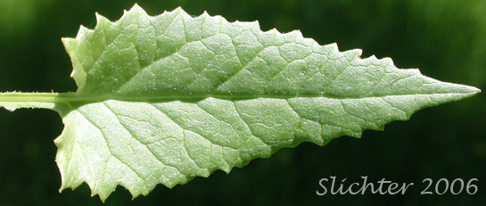 Stem leaf of Arrow-leaf Butterweed, Arrowleaf Groundsel, Arrowleaf Ragwort: Senecio triangularis var. triangularis (Synonyms: Senecio triangularis var. angustifolius)