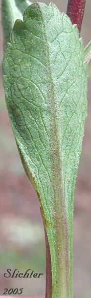 Close-up of the ventral surface of a stem leaf of Manyray Goldenrod, Northern Goldenrod, Rocky Mountain Goldenrod: Solidago multiradiata (Synonyms: Solidago ciliosa, Solidago multiradiata ssp. scopulorum, Solidago multiradiata var. scopulorum, Solidago scopulorum)
