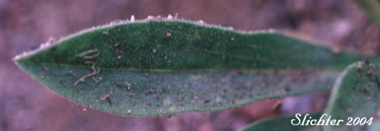 Basal leaf of Lyall's Goldenweed, Lyall's Serpentweed: Tonestus lyallii (Synonym: Haplopappus lyallii)