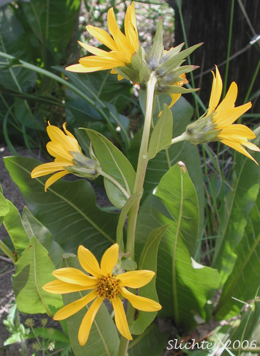 Northern Wyethia, Northern Mule's-ears, Smooth Dwarf Sunflower: Wyethia amplexicaulis