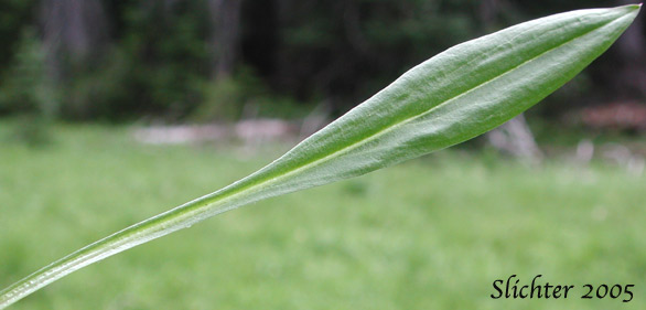 Basal leaf of Orange Agoseris, Slender Agoseris: Agoseris aurantiaca var. aurantiaca (Synonyms: Agoseris aurantiaca ssp. aurantiaca, Agoseris graminifolia, Agoseris rostrata, Troximon aurantiacum)