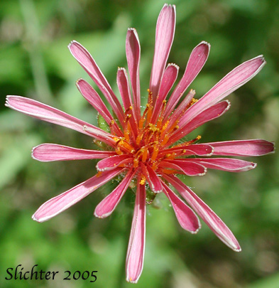 Inflorescence of pink agoseris: Agoseris aurantiaca var. carnea (Agoseris lackschewitzii)