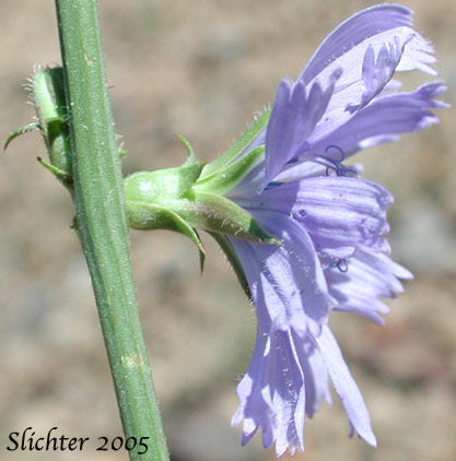 Chicory, Common Chicory, Wild Succory: Cichorium intybus