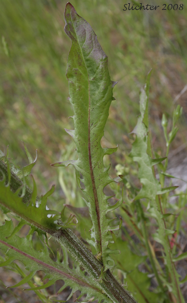 Stem leaf of Smooth Hawksbeard: Crepis capillaris(Synonym: Crepis capillaris var. capillaris)