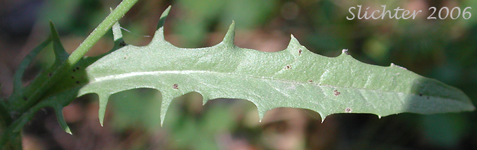 Stem leaf of Smooth Hawksbeard: Crepis capillaris (Synonym: Crepis capillaris var. capillaris)