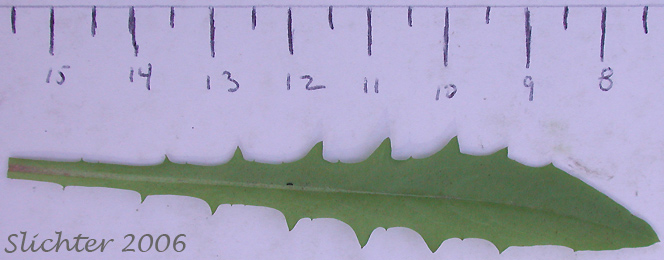 Basal leaf of Smooth Hawksbeard: Crepis capillaris (Synonym: Crepis capillaris var. capillaris)