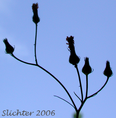 Inflorescence of Smooth Hawksbeard: Crepis capillaris (Synonym: Crepis capillaris var. capillaris)