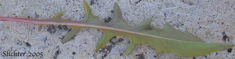 Basal leaf of Smooth Hawksbeard: Crepis capillaris (Synonym: Crepis capillaris var. capillaris)