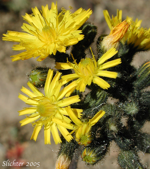 Inflorescence of Meadow Hawkweed, Yellow King Devil: Hieracium caespitosum (Synonym: Hieracium pratense)