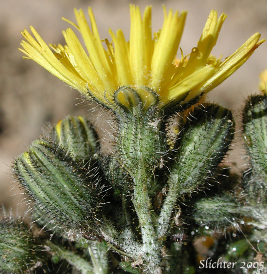 Flower heads of Meadow Hawkweed, Yellow King Devil: Hieracium caespitosum (Synonym: Hieracium pratense)
