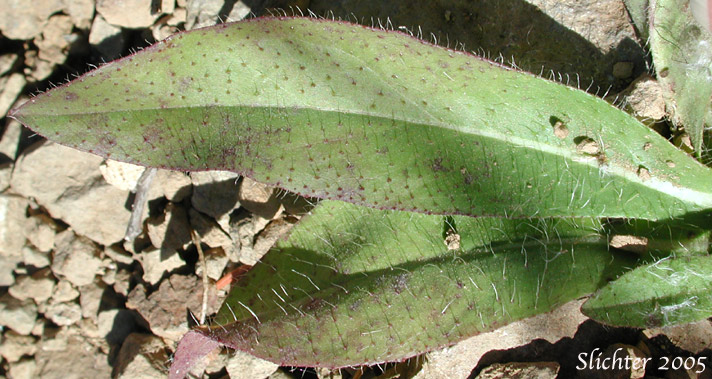 Basal leaves of Meadow Hawkweed, Yellow King Devil: Hieracium caespitosum (Synonym: Hieracium pratense)
