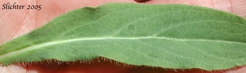 Upper leaf surface of Scouler's Hawkweed, Woolly Weed, Scouler's Woollyweed, Hound Tongue Hawkweed: Hieracium scouleri (Synonyms: Hieracium albertinum, Hieracium chapacanum, Hieracium cusickii, Hieracium cynoglossoides, Hieracium scouleri var. albertinum, Hieracium scouleri var. griseum, Hieracium scouleri var. scouleri)