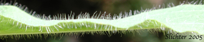 Sideview of leaf of Scouler's Hawkweed, Woolly Weed, Scouler's Woollyweed, Hound Tongue Hawkweed: Hieracium scouleri (Synonyms: Hieracium albertinum, Hieracium chapacanum, Hieracium cusickii, Hieracium cynoglossoides, Hieracium scouleri var. albertinum, Hieracium scouleri var. griseum, Hieracium scouleri var. scouleri)