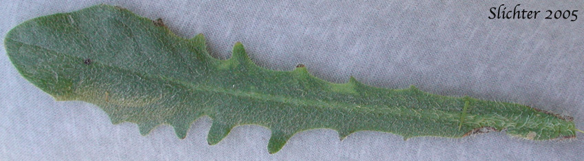 Upper basal leaf surface of Hairy Cat's-ear, False Dandelion, Rough Cat's-ear: Hypochaeris radicata