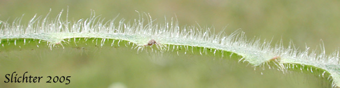 Hairs of basal leaf of Hairy Cat's-ear, False Dandelion, Rough Cat's-ear: Hypochaeris radicata