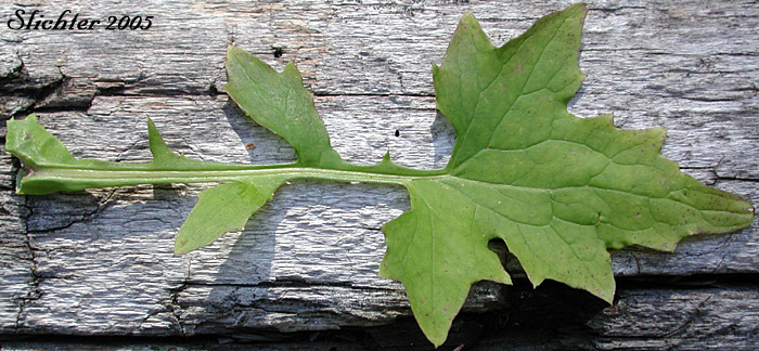 Stem leaf of Wall Lettuce, Wall-lettuce: Mycelis muralis (Synonym: Lactuca muralis)