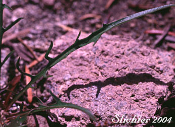 Basal leaf of Smooth Mountain Dandelion, Alpine Lake Prairie-dandelion, Alpine Lake Agoseris: Nothocalais alpestris (Synonym: Microseris alpestris)