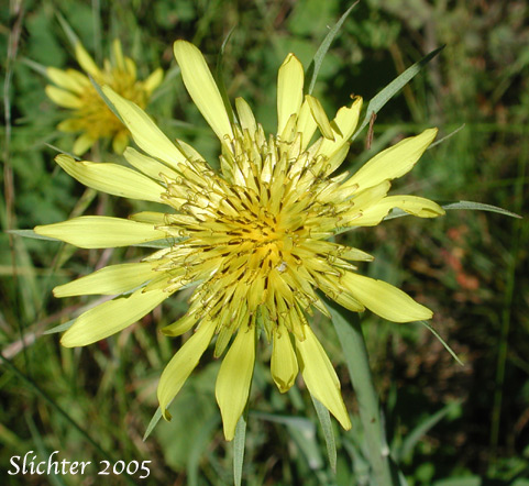 Flower head of Yellow Salsify, Meadow Goatsbeard, Oyster Plant, Oysterplant: Tragopogon dubius (Synonym: Tragopogon major)
