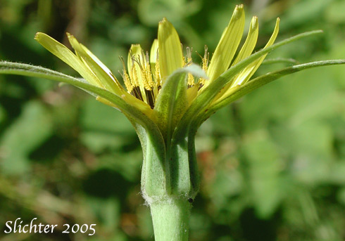 Flower head of Yellow Salsify, Oyster Plant: Tragopogon dubius (Synonym: Tragopogon major)