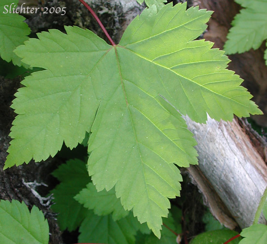 Simple-palmate leaf of Douglas Maple, Rocky Mountain Maple: Acer glabrum var. douglasii (Synonyms: Acer douglasii, Acer glabrum ssp. douglasii)