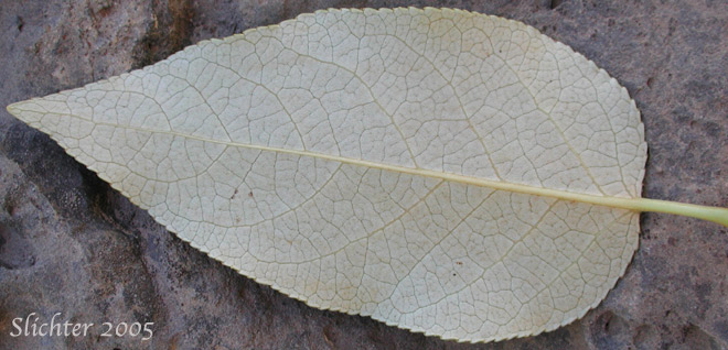Lower leaf surface of Balsam Poplar, Black Cottonwood: Populus trichocarpa (Synonyms: Populus balsamifera, Populus balsamifera ssp. trichocarpa)