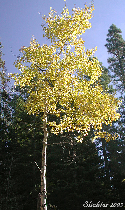 Fall color of quaking aspen (Populus tremuloides) on Mt. Adams