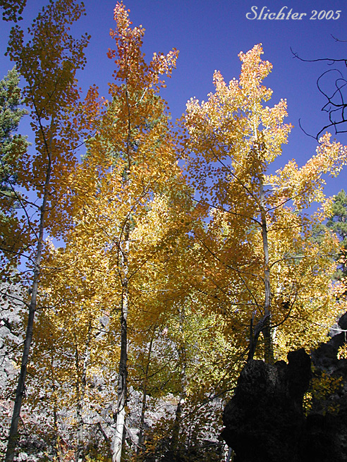 Fall color of Quaking Aspen: Populus tremuloides (Synonyms: Populus tremula ssp. tremuloides, Populus tremuloides var. vancouveriana)