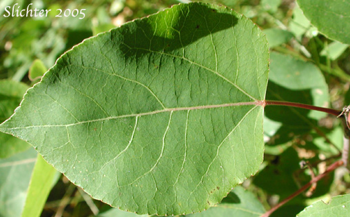 Leaf of Quaking Aspen: Populus tremuloides (Synonyms: Populus tremula ssp. tremuloides, Populus tremuloides var. vancouveriana)