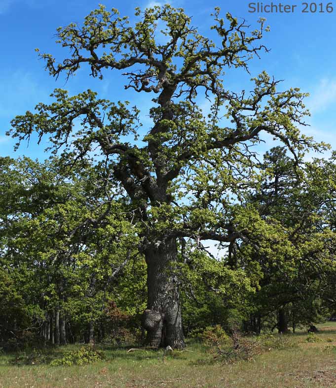 Oregon White Oak: Quercus garryana var. garryana
 Quercus Garryana Leaf