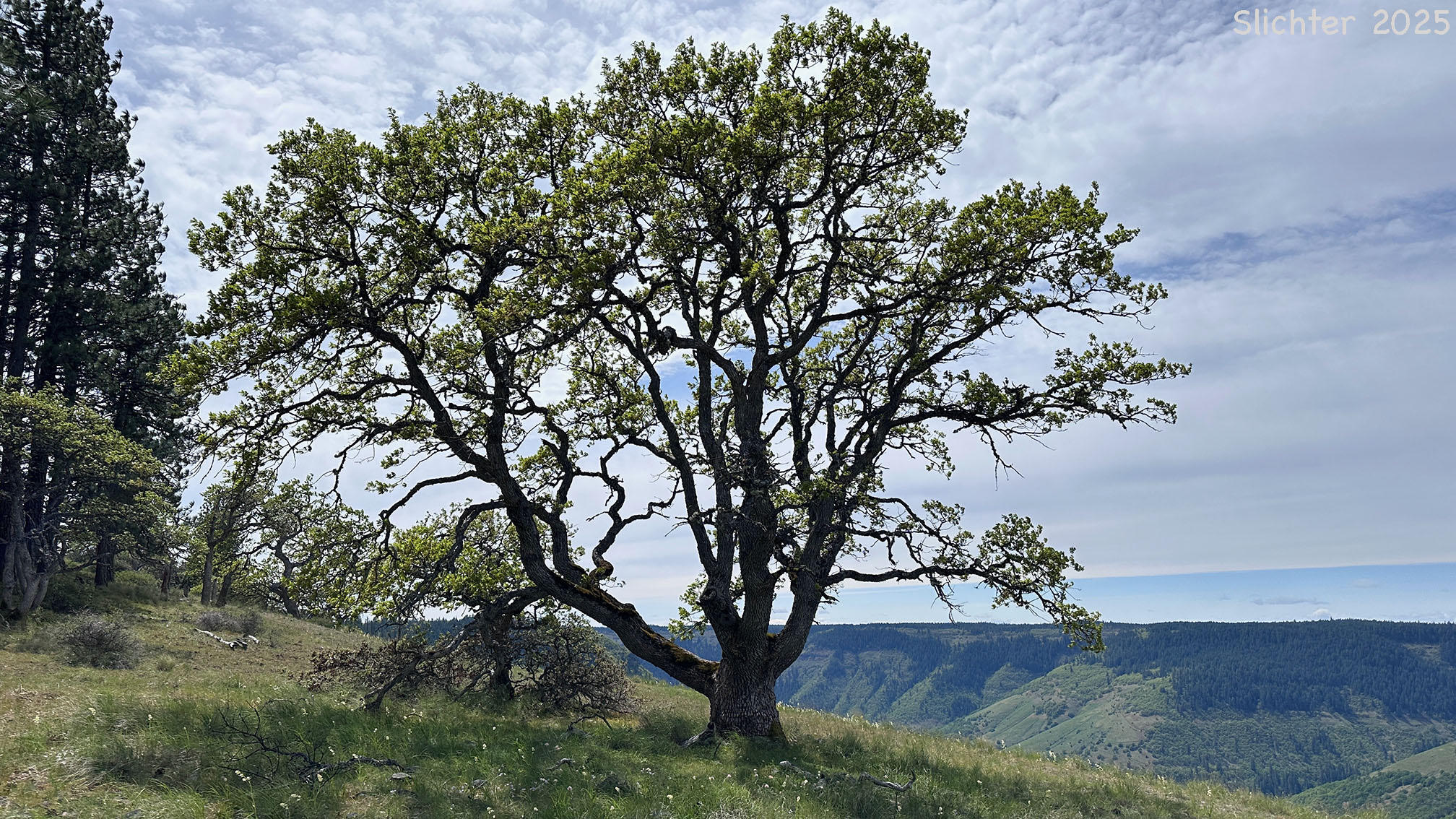 Oregon White Oak: Quercus garryana var. garryana
