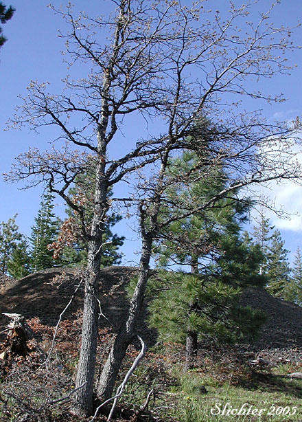 Oregon White Oak, Garry Oak: Quercus garryana var. garryana