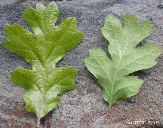 Dorsal and ventral leaf surfaces of Oregon White Oak, Garry Oak: Quercus garryana var. garryana