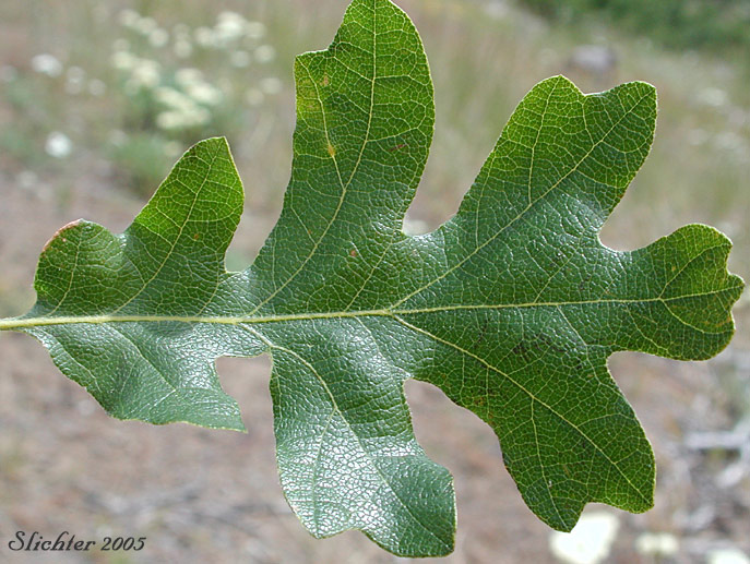 Leaf of Oregon White Oak, Garry Oak: Quercus garryana var. garryana