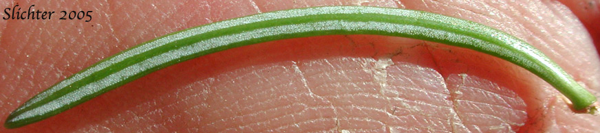 Ventral surface of the needles of Alpine Fir, Balsam Fir, Subalpine Fir, White Balsam Fir: Abies lasiocarpa var. lasiocarpa (Synonyms: Abies blasamea ssp. lasiocarpa, Abies balsamea var. fallax, Abies bifolia, Abies subalpina, Pinus lasiocarpa)